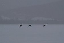 Moose on the run