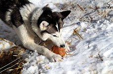 Sled dogs and pig ears