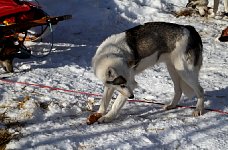 Sled dogs and pig ears