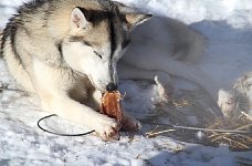 Sled dogs and pig ears