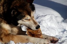 Sled dogs and pig ears