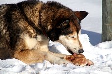 Sled dogs and pig ears