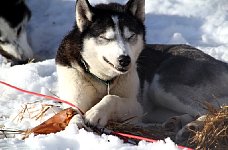 Sled dog and pig ear