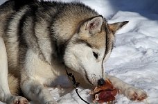 Sled dogs and pig ears