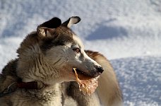 Sled dogs and pig ears