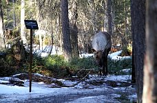 Reindeer blocks hotel room path