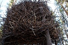 Bird's Nest treehouse