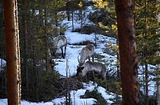 Reindeer group