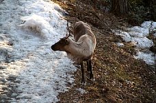 Reindeer grazing