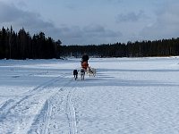 On Vindel river with the dogs