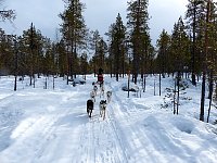 Forest path