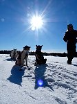 Dogsledding quick break