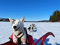 Sitka riding on the sled