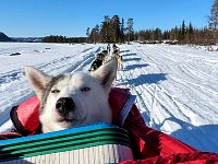 Sitka riding on the sled