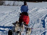 Dogsledding - no jacket required