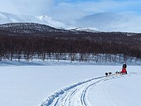 Dogsledding in Vindelfjaellen nature reserve