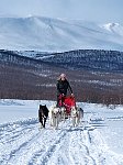 Dogsledding in Vindelfjaellen nature reserve