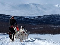 Dogsledding in Vindelfjaellen nature reserve