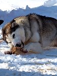 Sled dogs and pig ears