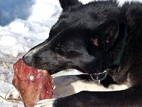 Sled dogs and pig ears