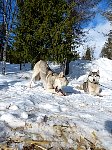 Sled dogs and pig ears