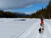 Dogsledding along a river