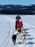 Dog sledding in a t-shirt