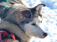 Dog relaxing