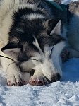 Dog relaxing