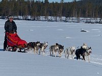 Dog sledding in Sweden