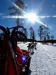 Sunny day dogsledding