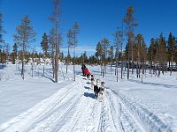 Dog sledding in Sweden