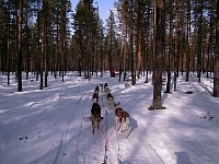 Forest path