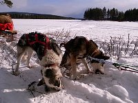 Dogsledding rest stop