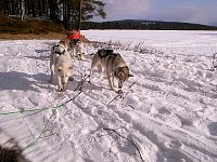 Dogsledding rest stop