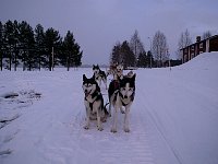 Shopping via dog sled