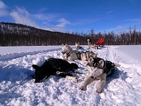 Enjoying a break with the dogs