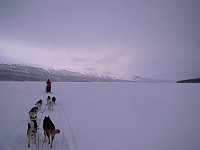 Dogsledding at Stor-tjultraesket