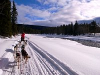 Dogsledding along a river