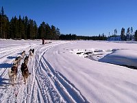 Dogsledding along a river