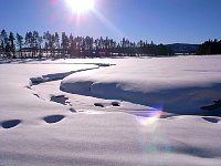 Dogsledding along a river