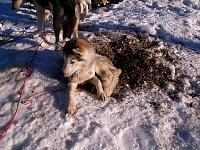 Dog on dirt