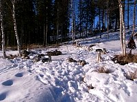 Dogs on night line