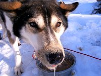 Slobbering dog