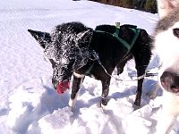 Dog during break