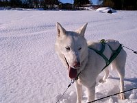 Dog during break