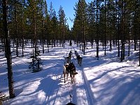 Dog sledding in Sweden