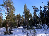 Dog sledding in Sweden