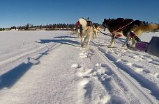 Dogsledding on the Vindel River