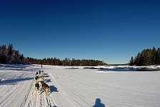 Dogsledding on the Vindel River